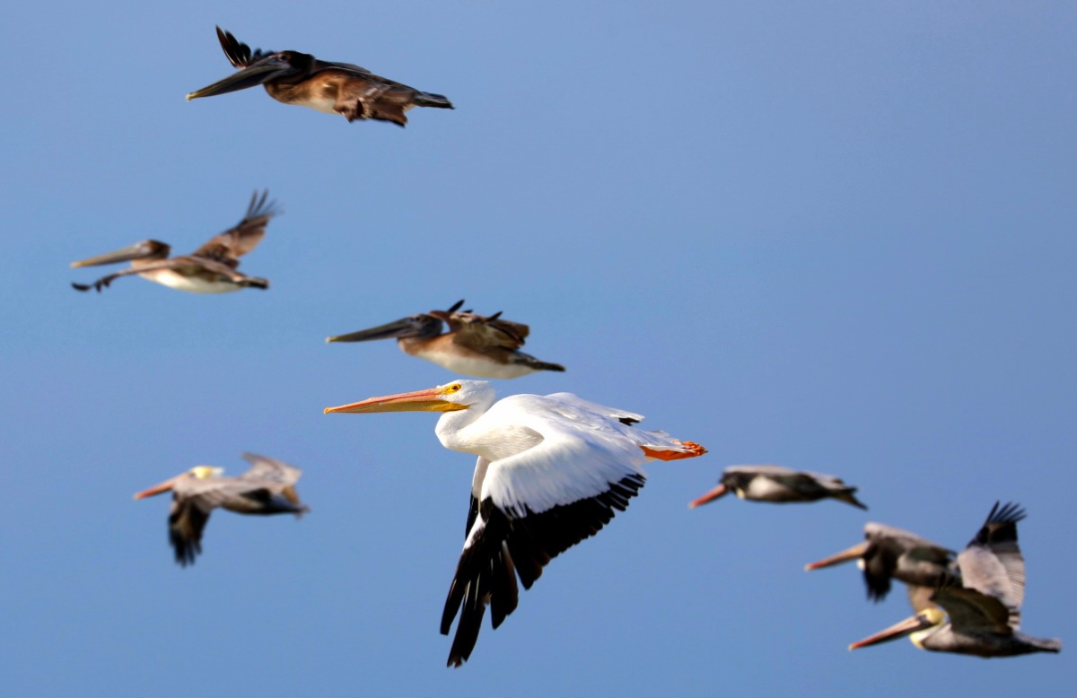 Group of pelicans flying in the blue sky.