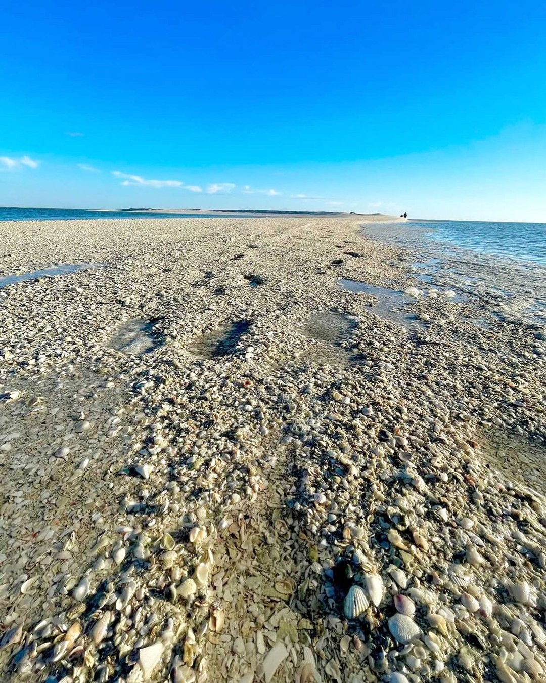 Sandy beach with scattered shells under a clear blue sky.