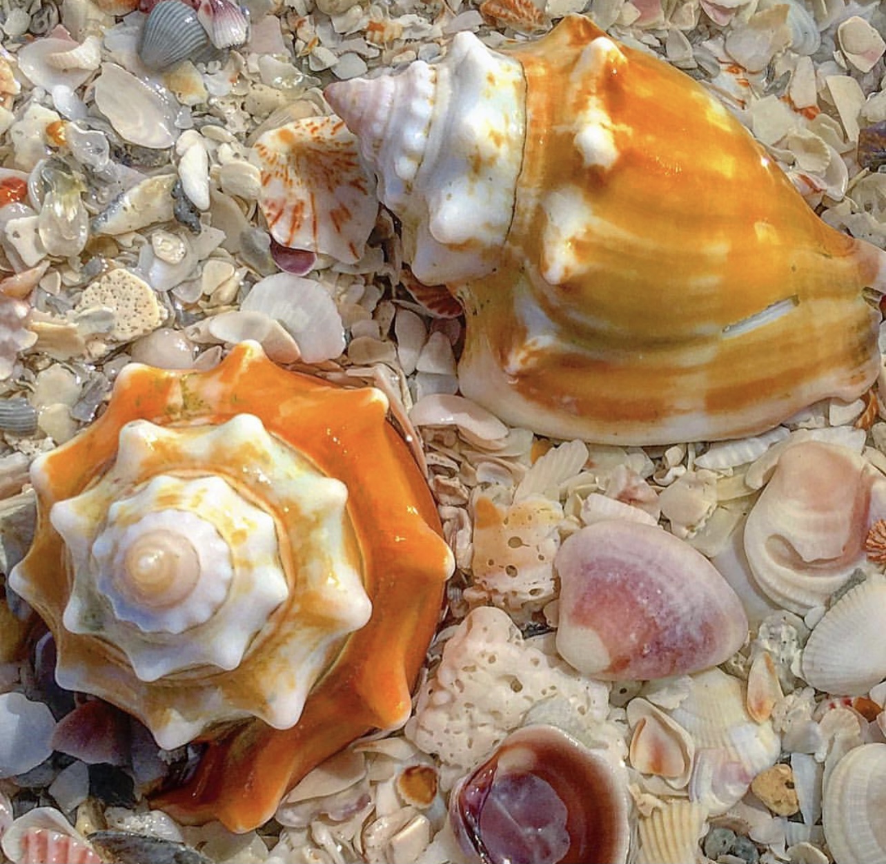 Two colorful seashells on sand with small shell fragments.