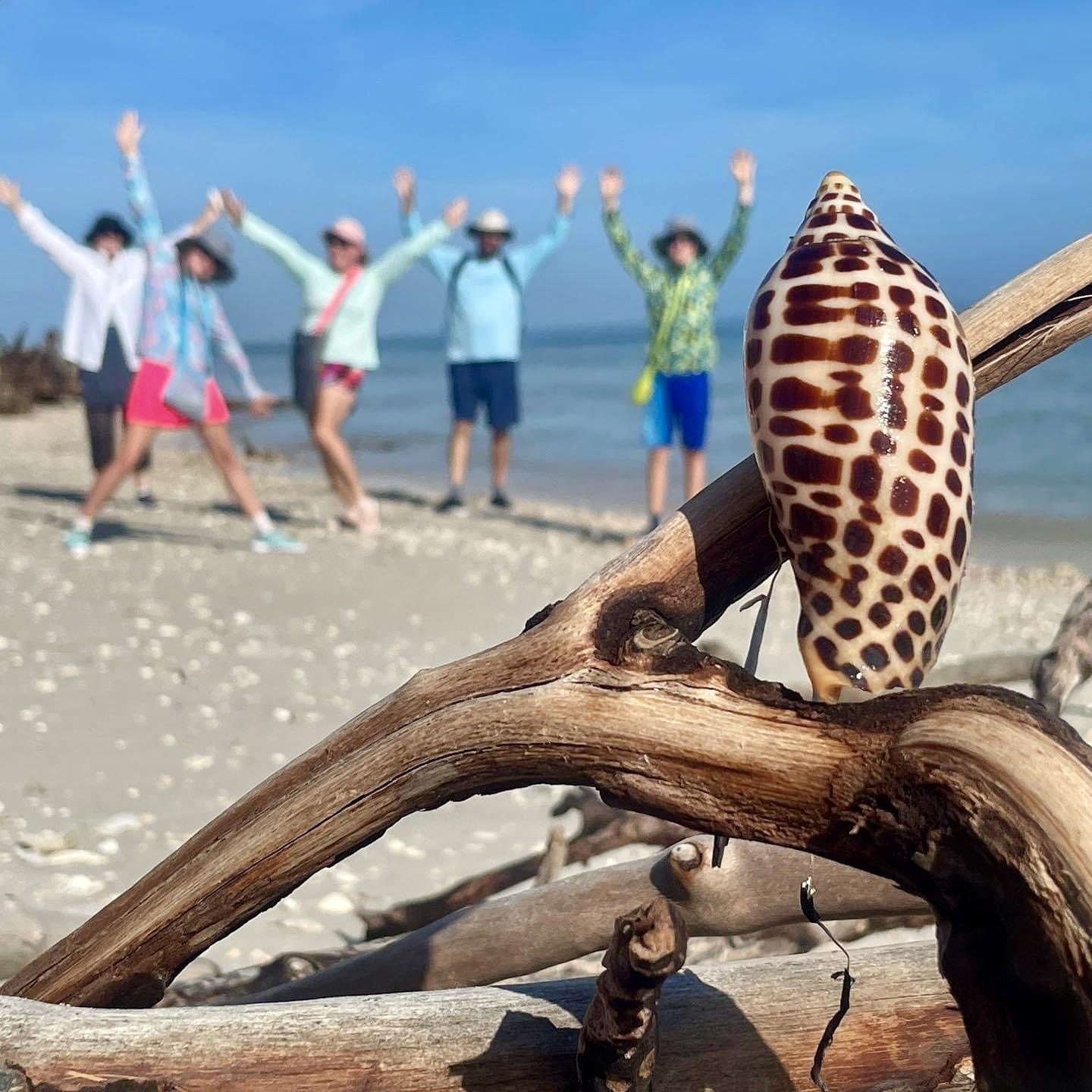 Shell on driftwood with five people posing on a beach in the background.