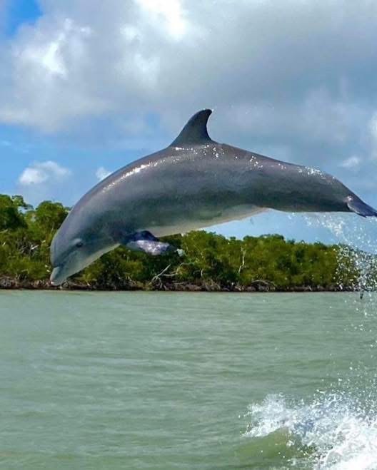 Dolphin leaping out of the water near a forested shoreline.