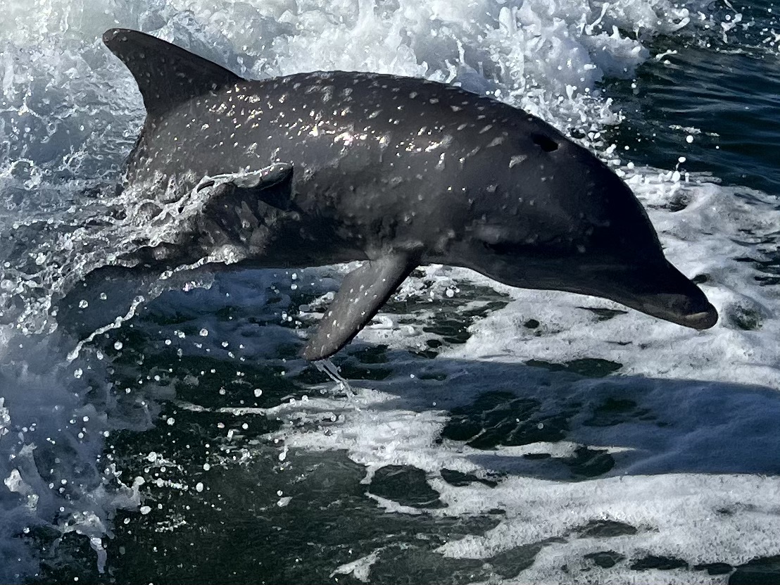 Dolphin leaping from ocean waves, surrounded by splashes.
