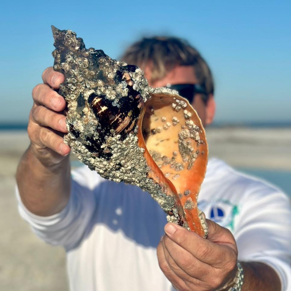 Person holding a large, barnacle-covered seashell on a beach.