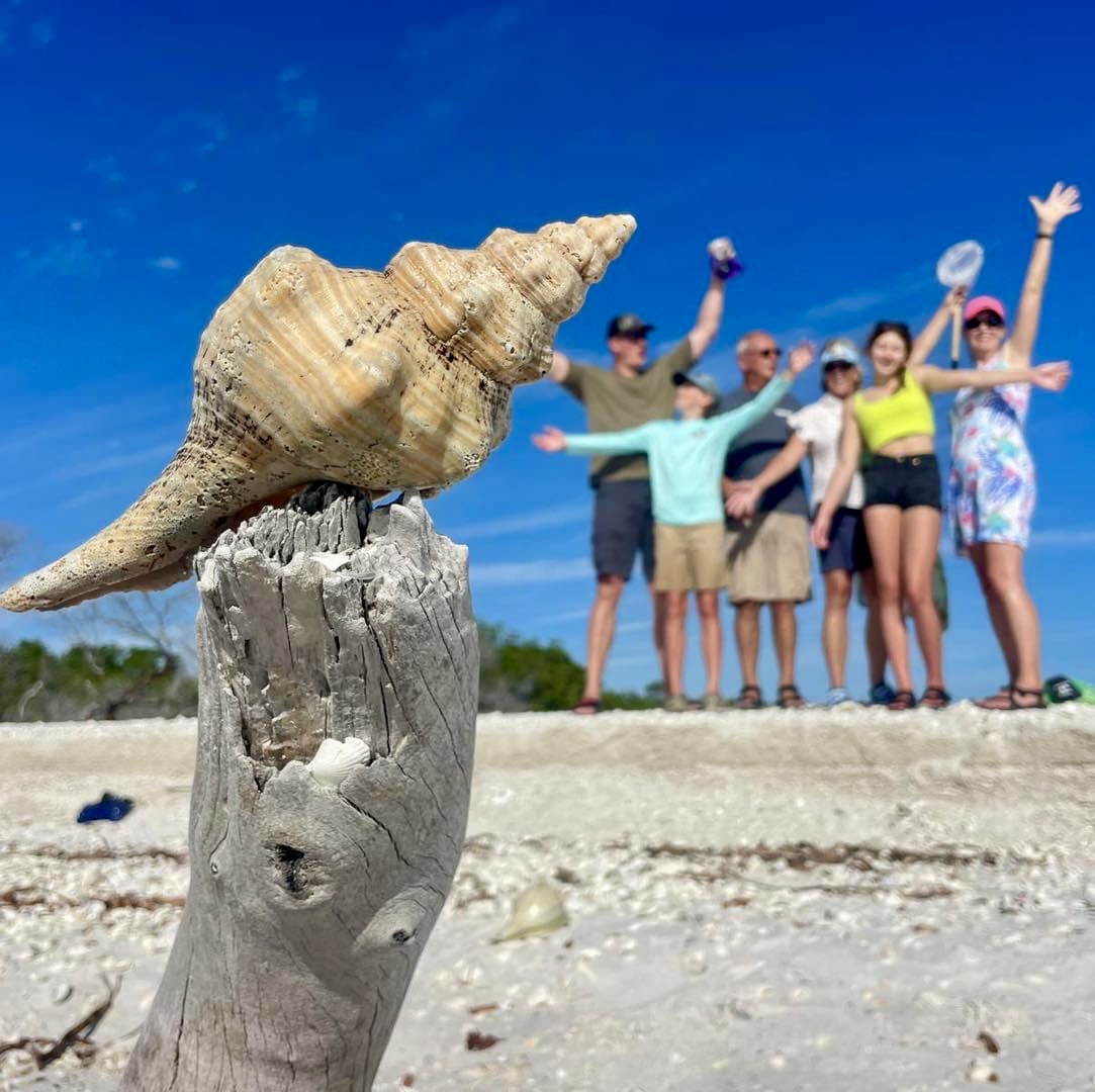 Seashell on driftwood with people posing in background on a sunny beach.
