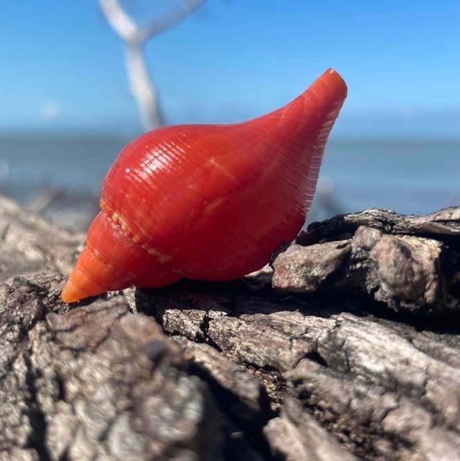 Red seashell on driftwood with ocean background.