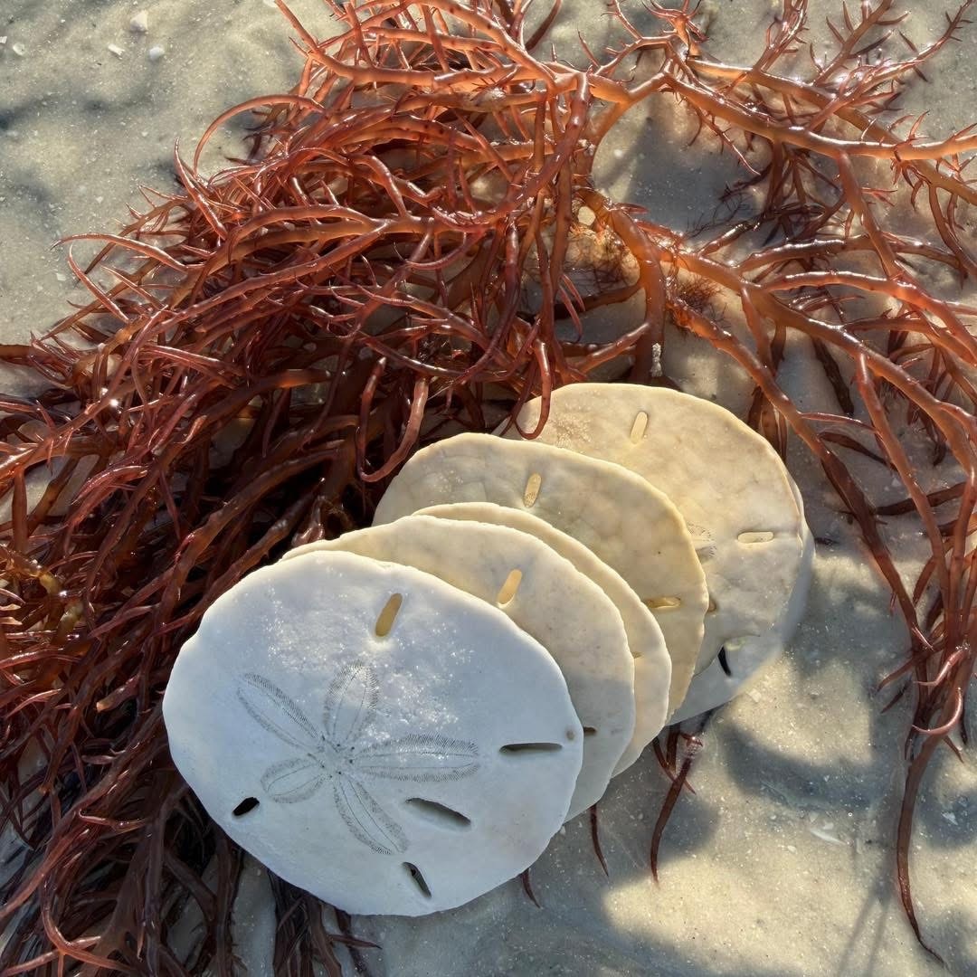 Four sand dollars on wet sand with seaweed.