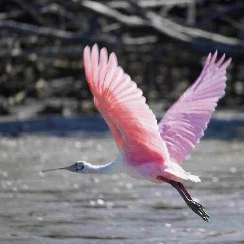 Pink bird flying with wings spread, blurred background.