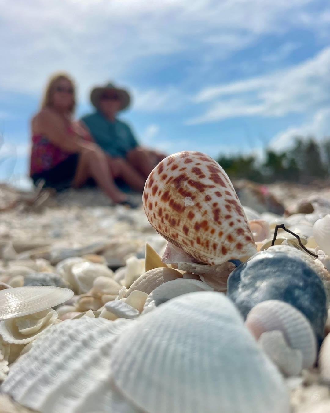 Close-up of seashells on a beach with two people sitting in the background.