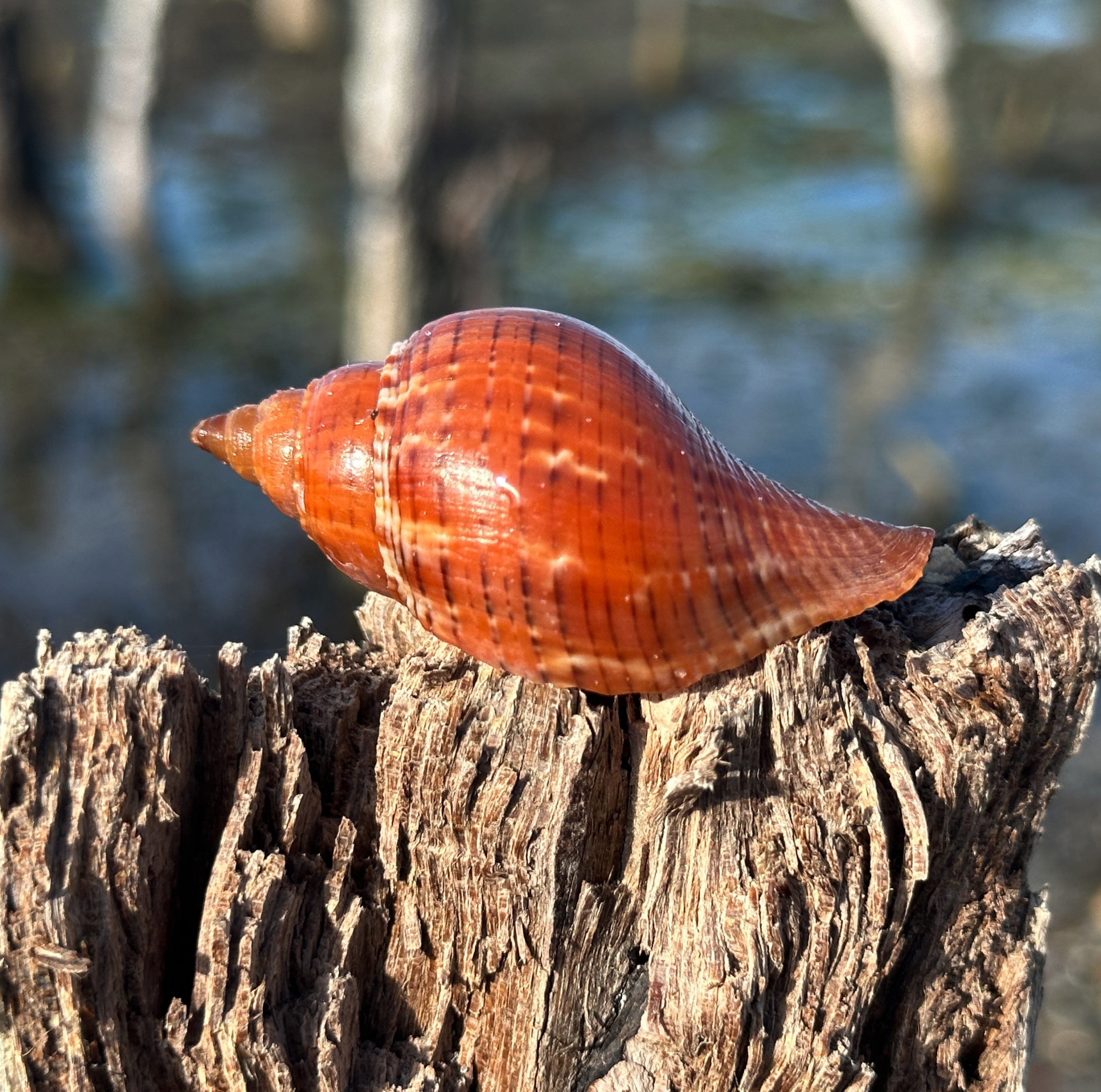 Brown conch shell on weathered tree stump by blurred water background.