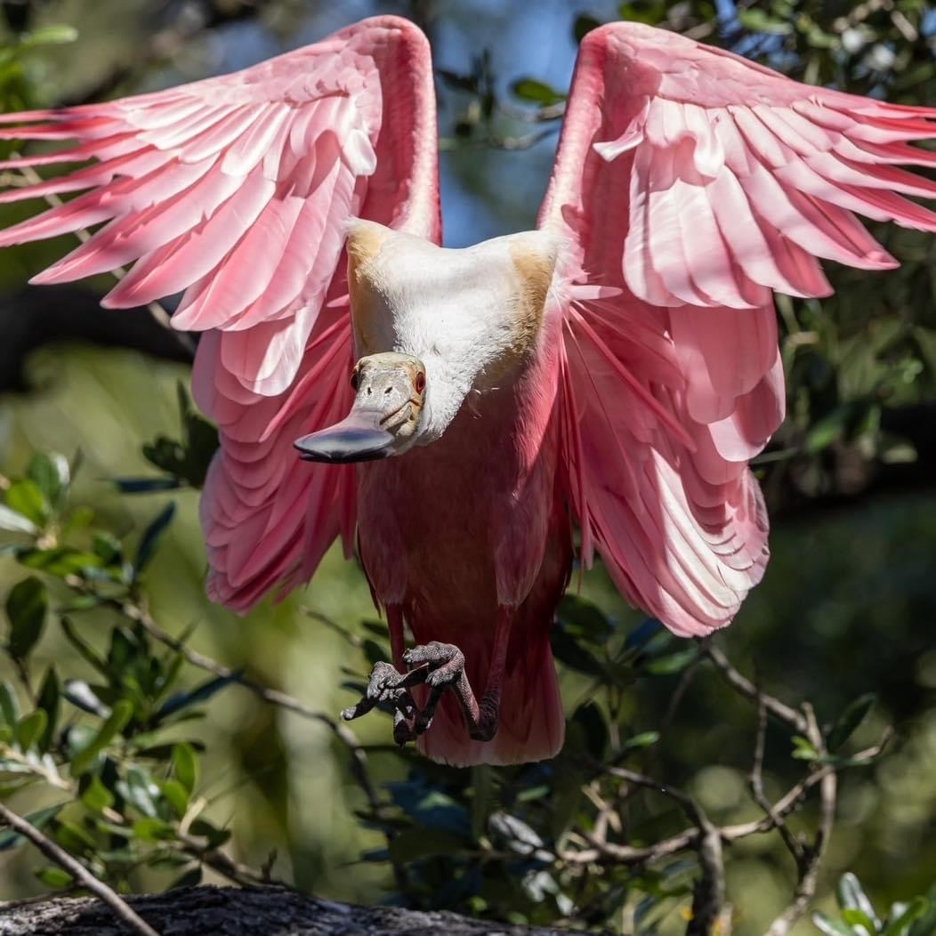 Pink bird with spread wings flying in a forested area.