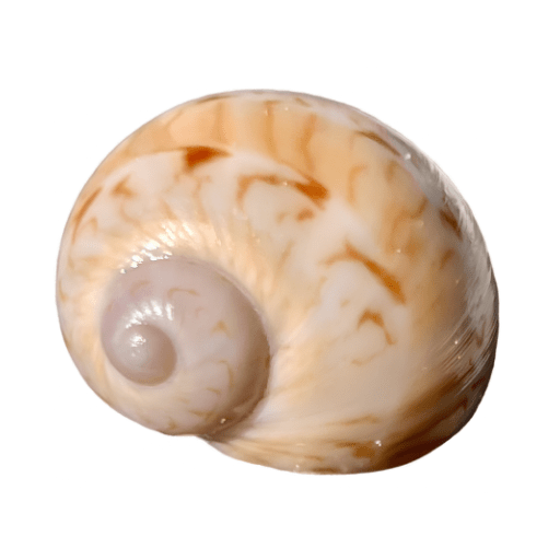 Close-up of a spiral seashell with creamy and orange tones.