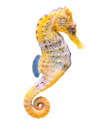 Yellow seahorse on a white background.