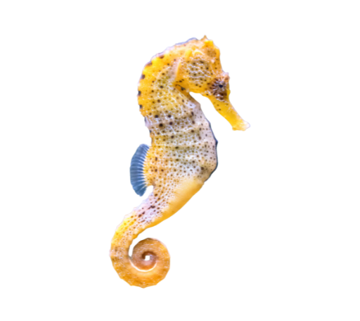 Yellow seahorse on a white background.