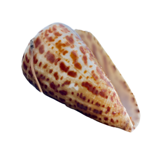 Close-up of a speckled cone seashell on a white background.