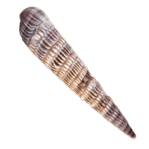 Close-up of a spiral seashell with brown and beige stripes.
