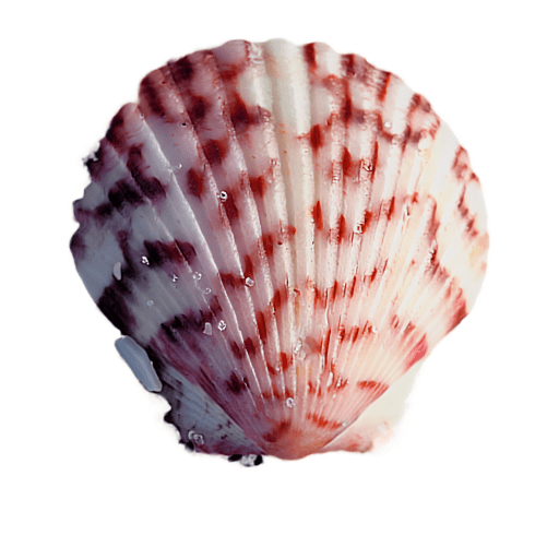 Close-up of a pink and white scallop shell with striped pattern.