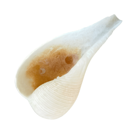 Close-up of a white seashell with a smooth, curved shape.