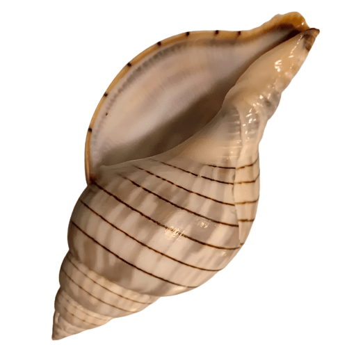 Spiral seashell with brown stripes and smooth interior surface.