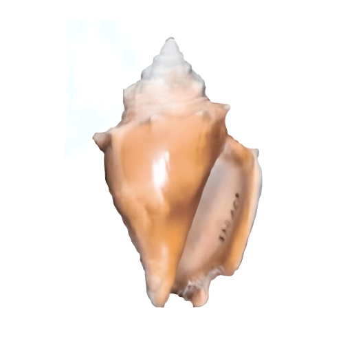 Orange conch shell with pointed tip and smooth surface.
