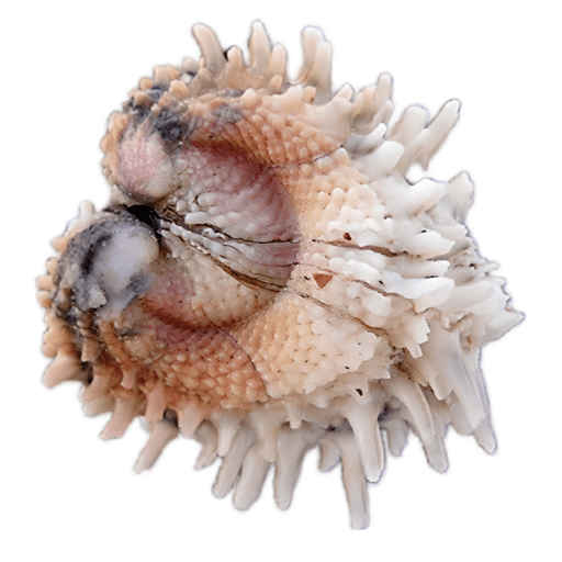 Close-up of a spiky, textured seashell on a plain background.