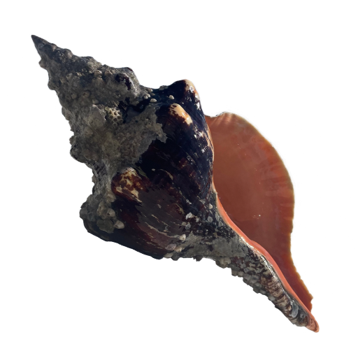 Large, rugged conch shell with an open, orange interior.