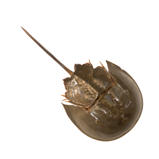 Horseshoe crab with a long tail on a white background.