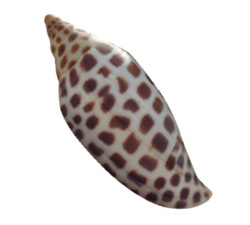 A smooth, elongated seashell with brown spots on a white background.