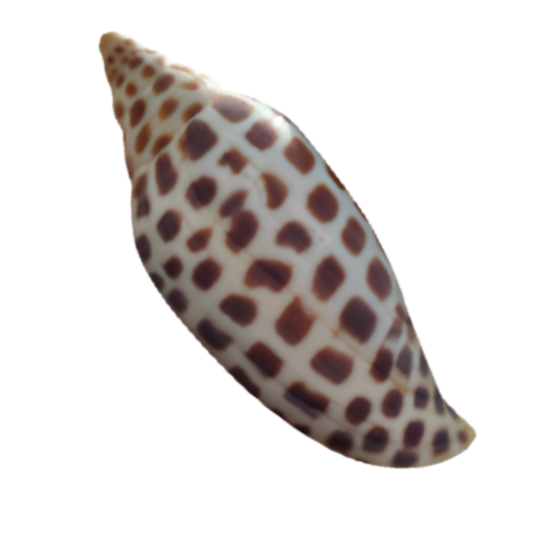 A smooth, elongated seashell with brown spots on a white background.