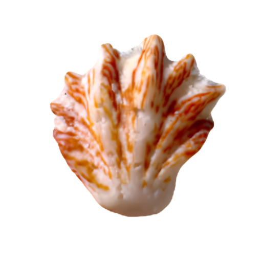 Orange and white seashell with ridged texture on a white background.