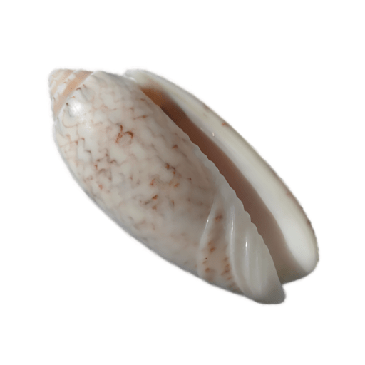 Close-up of a white and brown patterned seashell on a white background.