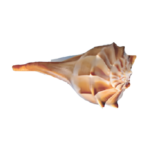 Close-up of a brown and white spiral seashell on a white background.