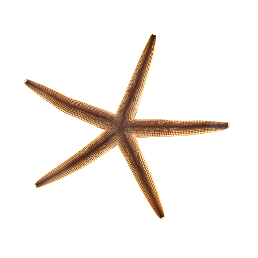 A brown starfish with five arms on a white background.