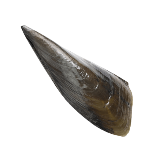 A single, shiny, dark brown horn on a white background.