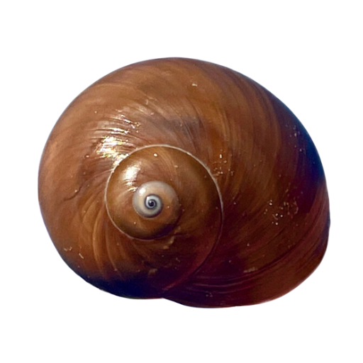 Close-up of a brown spiral snail shell against a white background.