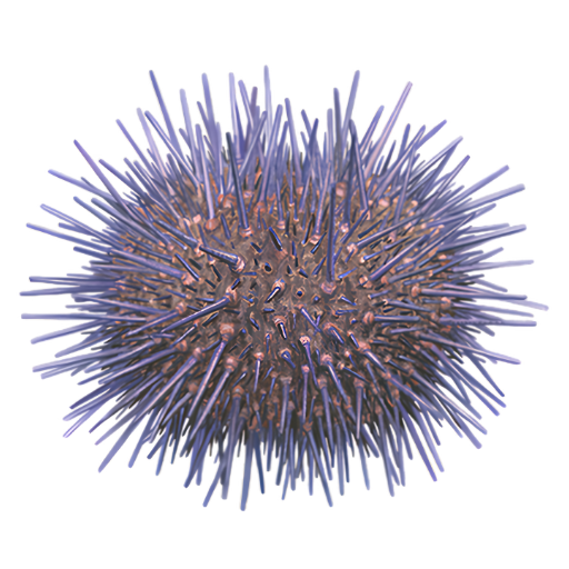 Purple sea urchin with long, spiky spines.