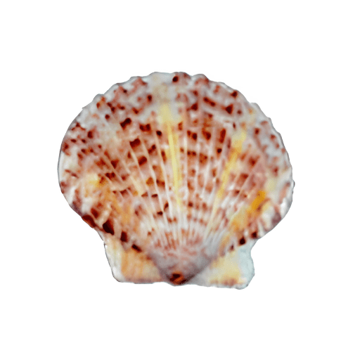Scallop shell with reddish-brown patterns on a white background.