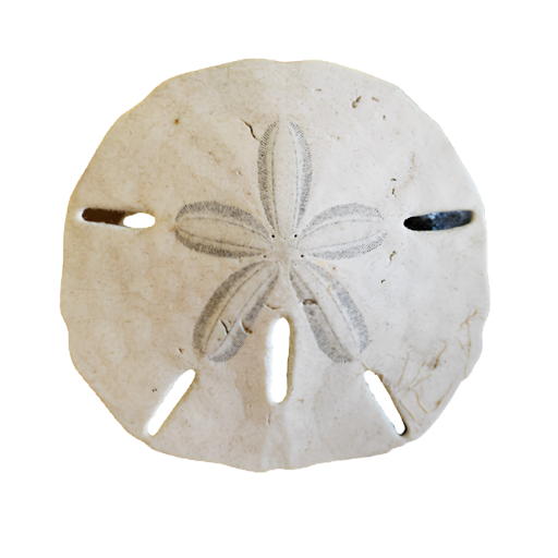 Round, white sand dollar with star pattern and five holes.