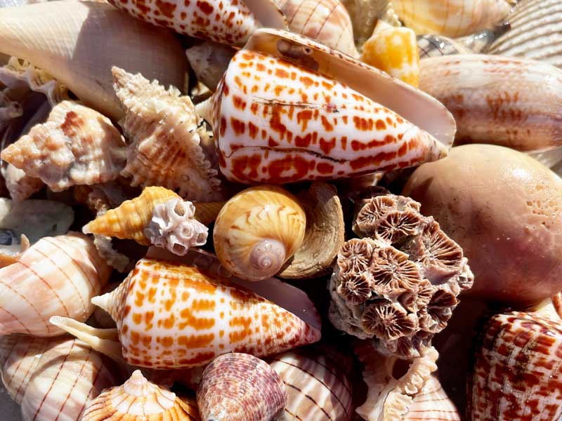 A bunch of shells grouped together on a beach.