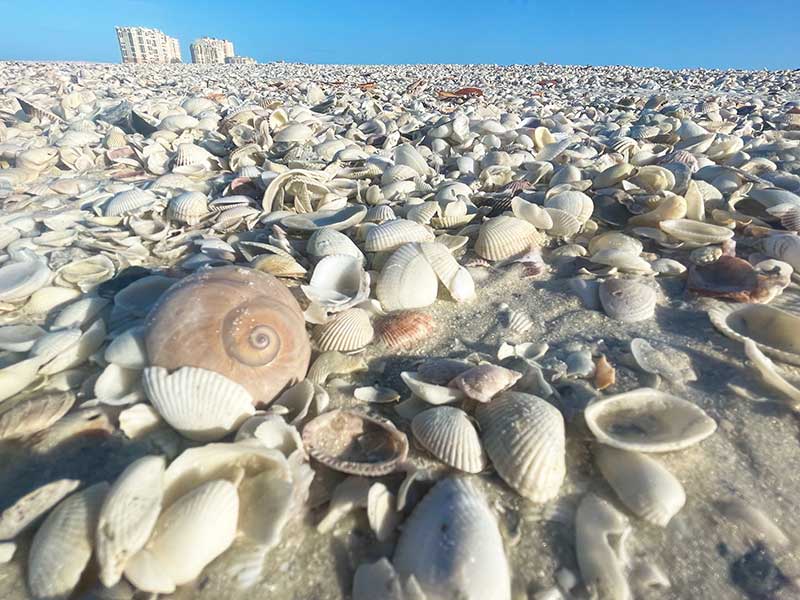 Sea shells on the Treasure Seeker Beach.
