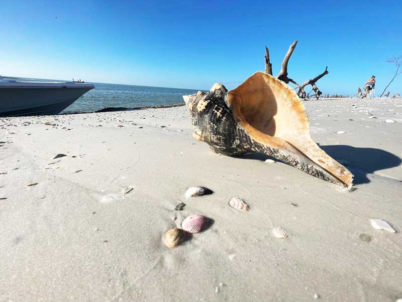 A horse conch found on the shore during a tour provided by the Treasure Seekers,