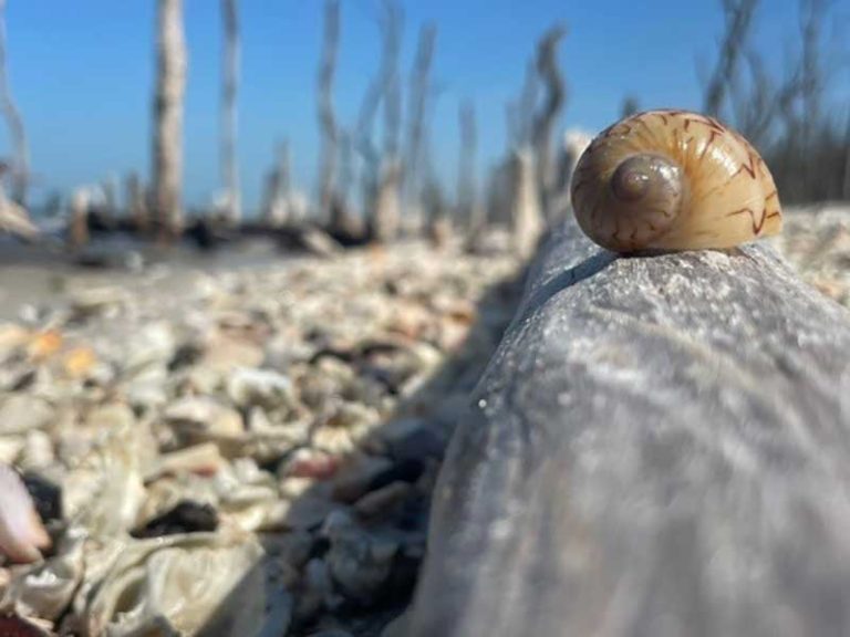 A shell resting on a log that was found during a Treasure Seeker tour.