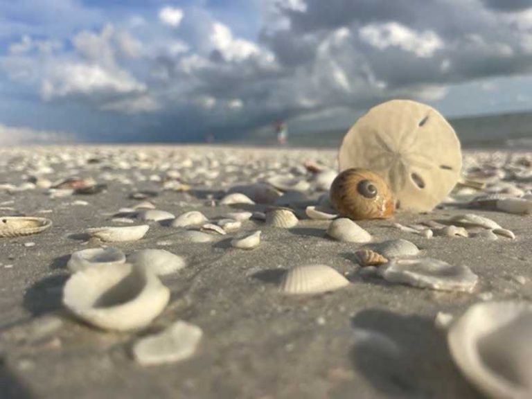 A sand dollar on the shore.