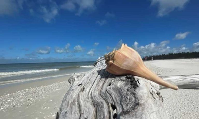 A shell resting on a log on the beach.