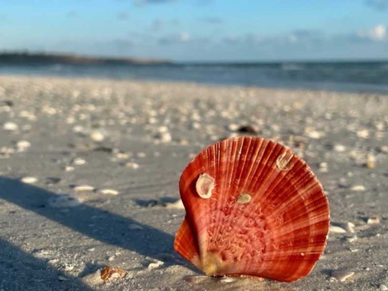 A shell on the beach shore.