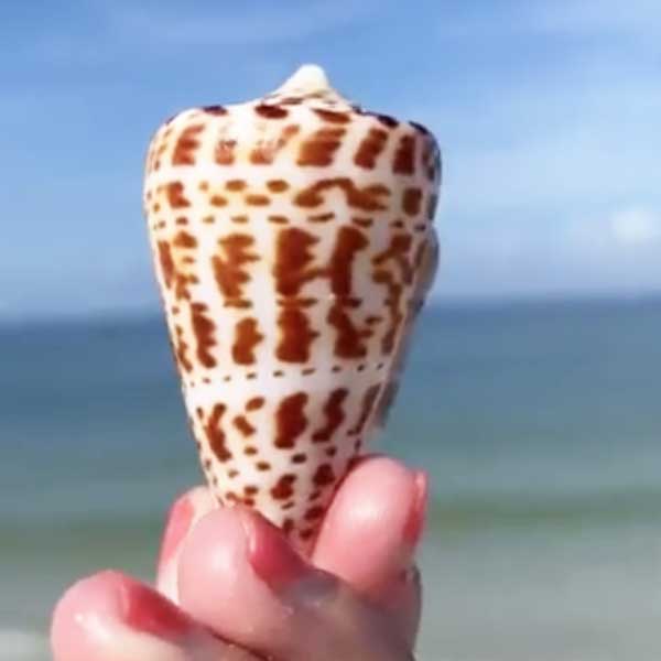 Hand holding a brown and white cone shell against a beach background.