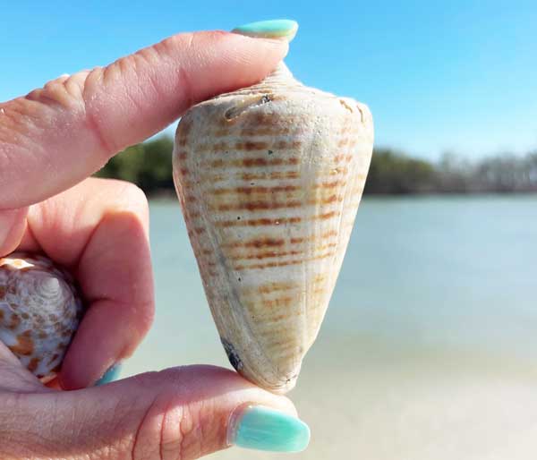 Hand holding a large, cone-shaped shell with a beach in the background.