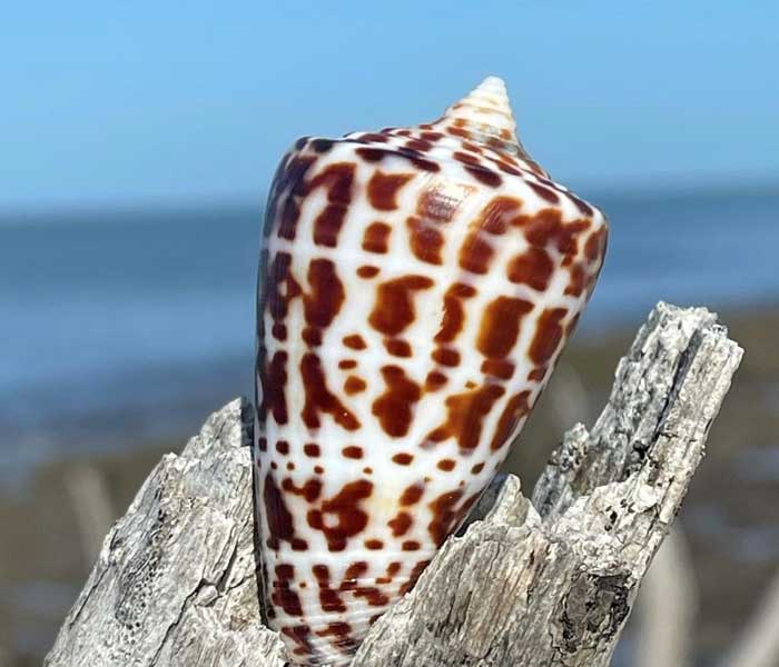 Spotted cone shell on driftwood against a blue sky and ocean background.