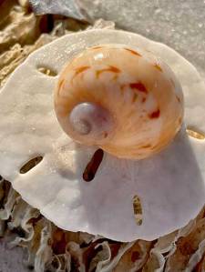 A spiral seashell on a white sand dollar on sand.