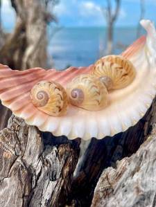 Three seashells on a larger shell resting on driftwood by the sea.