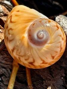 Close-up of a spiral seashell with brown patterns on a wooden surface.